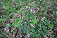 Lathyrus pisiformis