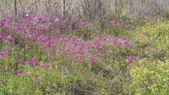 Phlox drummondii