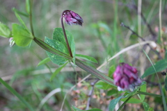 Lathyrus pisiformis