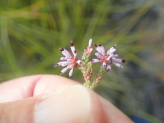 Erica labialis
