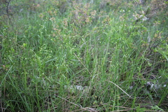 Asperula tinctoria