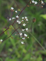 Boykinia occidentalis