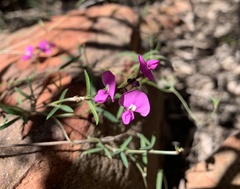 Glycine rubiginosa