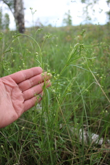 Asperula tinctoria