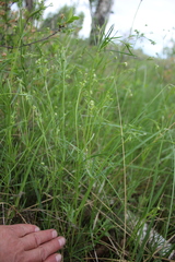 Asperula tinctoria