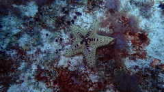Oreaster clavatus
