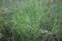 Asperula tinctoria