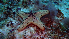 Oreaster clavatus