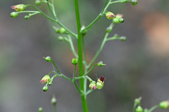 Scrophularia nodosa