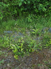 Boykinia occidentalis