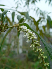 Buddleja asiatica