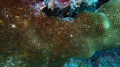 Palythoa caribaeorum