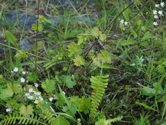 Boykinia occidentalis