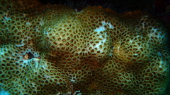 Palythoa caribaeorum