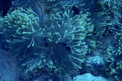 Heteractis magnifica