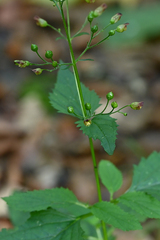 Scrophularia nodosa