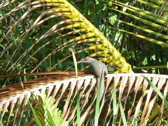 Coccyzus longirostris