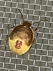 Piezodorus lituratus