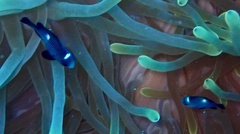 Dascyllus trimaculatus