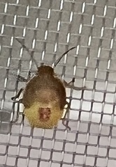 Piezodorus lituratus