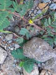 Chamaecrista pumila