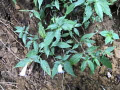 Strobilanthes pentastemonoides