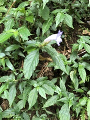 Strobilanthes pentastemonoides