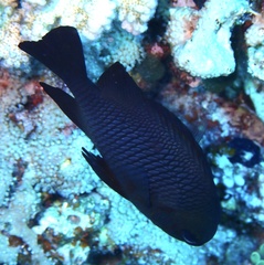 Dascyllus trimaculatus
