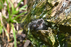 Phycomyces