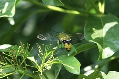Cephonodes hylas