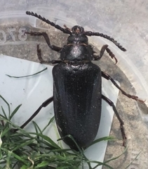 Prionus coriarius