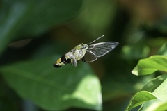 Cephonodes hylas