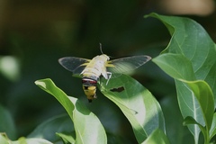 Cephonodes hylas