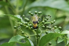 Cephonodes hylas