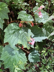 Begonia palmata