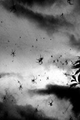 Trichonephila clavata