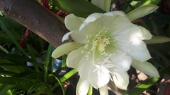 Hylocereeae