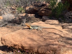 Ctenophorus modestus