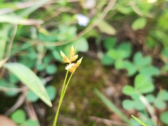 Fimbristylis dichotoma