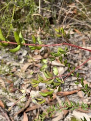 Grevillea mucronulata