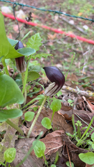 Arisarum simorrhinum