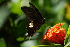 Papilio helenus