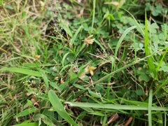 Fimbristylis dichotoma