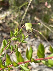 Grevillea mucronulata