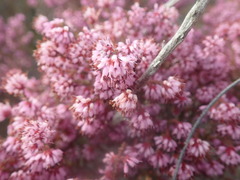 Erica labialis