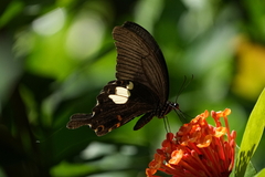 Papilio helenus