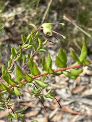 Grevillea mucronulata
