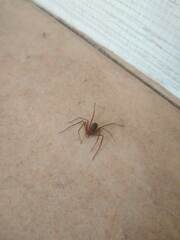 Loxosceles rufescens