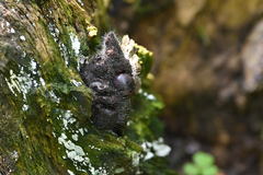 Phycomyces