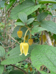 Clematis leschenaultiana